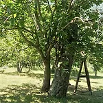 Collevento * تريكينا