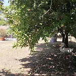 Collevento * تريكينا